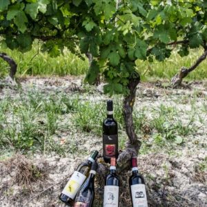 I nostri vini